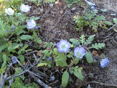 Phacelia insularis insularis