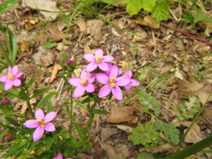 Centaurium littorale