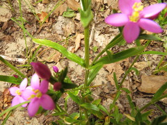 Centaurium littorale