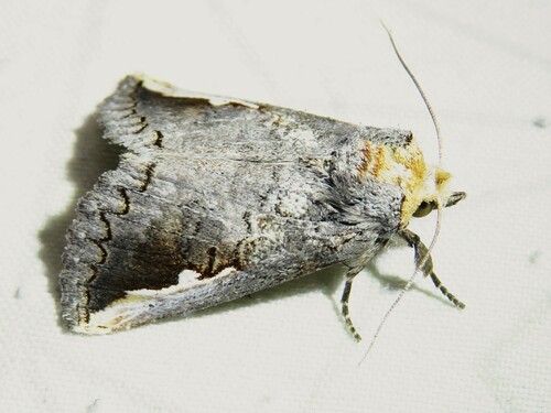 Symmerista solistella