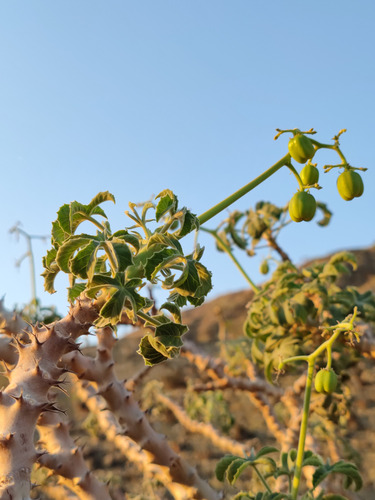 Jatropha fissispina Radcl.-Sm.