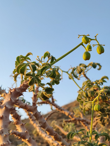 Jatropha ellenbeckii