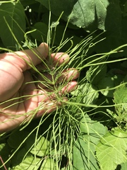 Equisetum sylvaticum