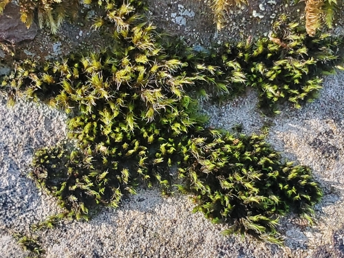 Bucklandiella affinis, 2024-10-12