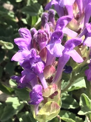 Scutellaria alpina