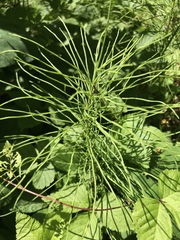 Equisetum sylvaticum