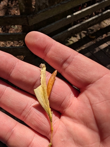 Image of Fraxinus caroliniana by (c) Grant Foster, some rights reserved (CC BY)