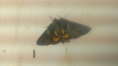 Catocala fulminea