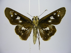 Andronymus neander neander