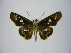 Andronymus neander neander
