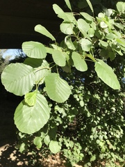 Styrax