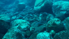 Carcharhinus galapagensis