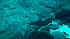 Carcharhinus galapagensis