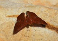 Emesis mandana
