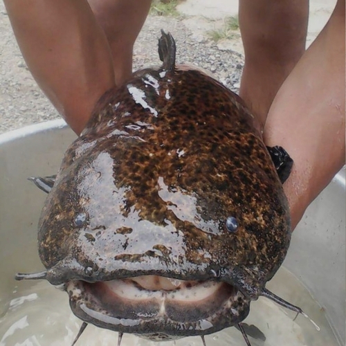 Apure bumblebee catfish (Cephalosilurus apurensis) — Pseudopimelodidae — 3