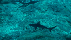 Carcharhinus galapagensis
