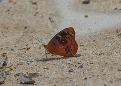 Eunica orphise