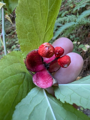 Image of Euonymus occidentalis by (c) joergmlpts, some rights reserved (CC BY)