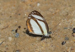 Moschoneura pinthous