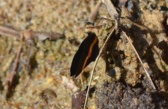 Parcella amarynthina