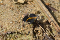 Parcella amarynthina