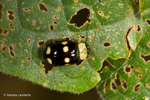 Sutrea observed 2011-11-20