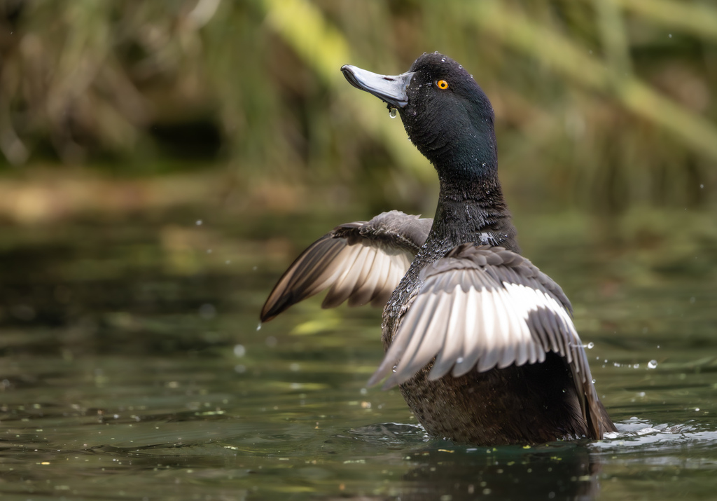 New Zealand Scaup