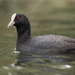 Australasian Coot - Photo (c) caiden_b, some rights reserved (CC BY-NC)