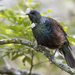 New Zealand Tūī - Photo (c) caiden_b, some rights reserved (CC BY-NC)