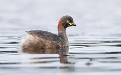 Australasian Grebe photo 1