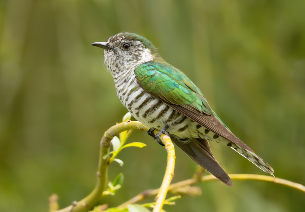 Shining Bronze-Cuckoo photo