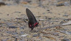 Parides vertumnus