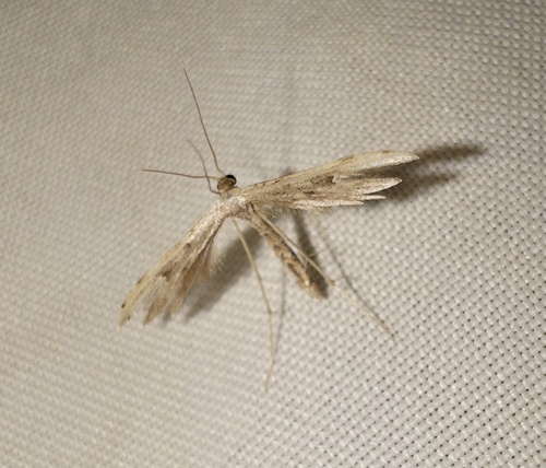 Ragweed Plume Moth photo 4