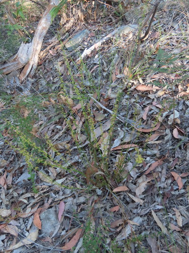 Image of Stackhousia viminea by (c) ian_mcallan, some rights reserved (CC BY)
