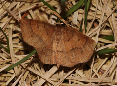Metarranthis duaria