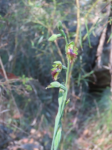 Image of Calochilus campestris by (c) ian_mcallan, some rights reserved (CC BY)