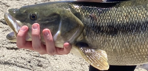 Sacramento pikeminnow (Ptychocheilus grandis) — Cyprinidae — 4
