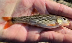 Bluehead Chub photo 5