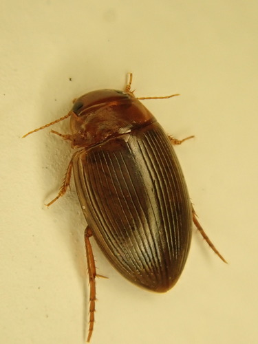 Copelatus glyphicus photo 4