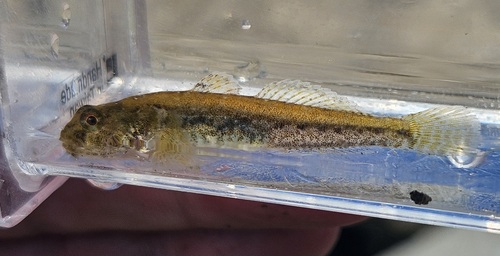 Schaduwgrondel (Quietula y-cauda) — Gobiidae — 5