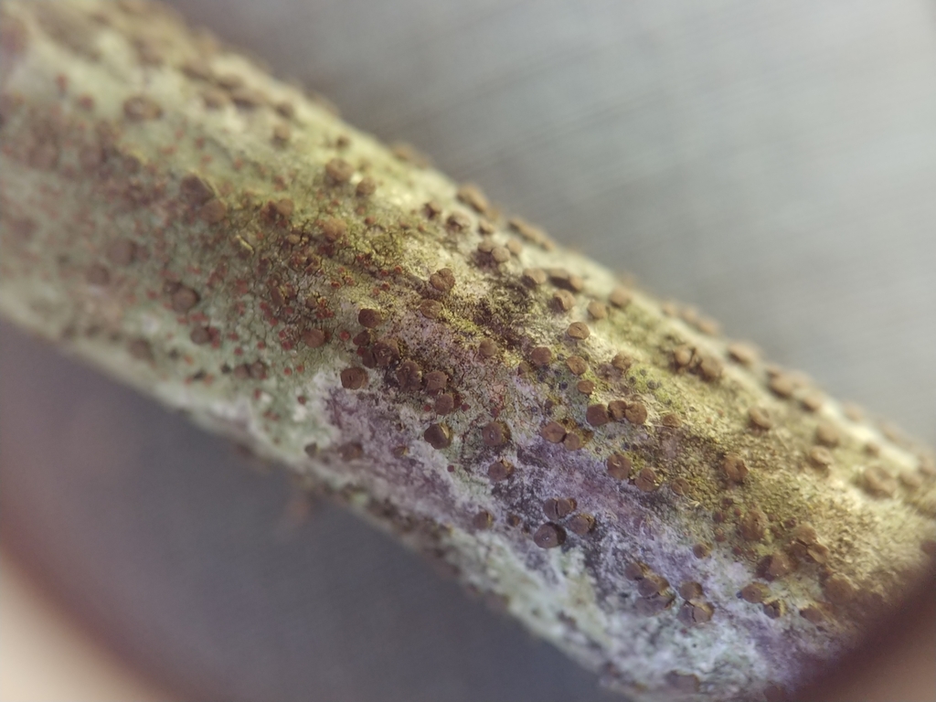 Pezicula frangulae