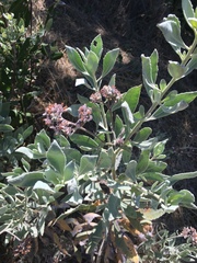 Eriodictyon traskiae smithii