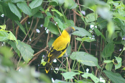 Black-hooded Oriole