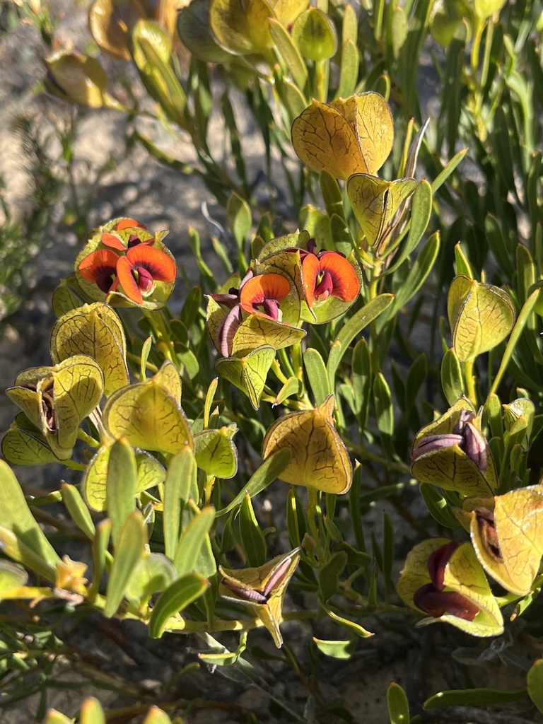 Daviesia alternifolia