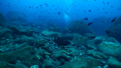 Epinephelus daemelii