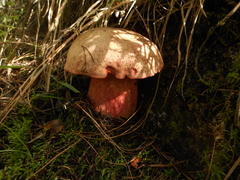 Boletus michoacanus