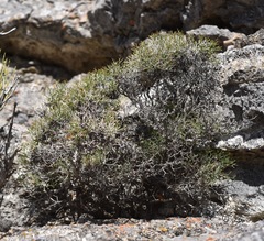 Eriogonum heermannii clokeyi