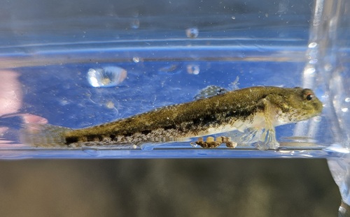 Schaduwgrondel (Quietula y-cauda) — Gobiidae — 3