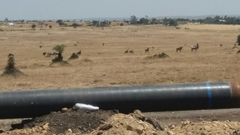 Connochaetes taurinus albojubatus