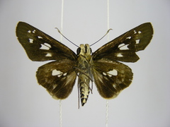 Andronymus neander neander